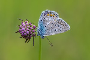 Hauhechelbläuling-Männchen