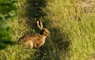 Hase