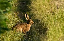 Hase