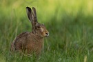 Nur ein Hase