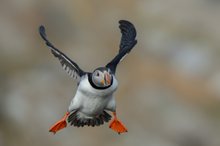 Landeanflug