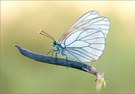 "Aporia crataegi"