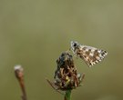 Zweibrütiger Würfel-Dickkopffalter?