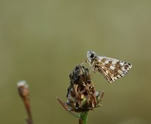 Zweibrütiger Würfel-Dickkopffalter?