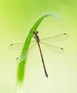 Südlichen Binsenjungfer (Lestes barbarus)