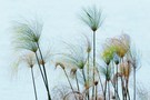 Echter  Papyrus, Cyperus papyrus