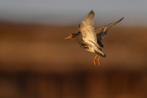 Balzflug