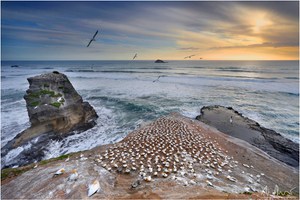 Gannet Colony