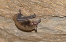 Wasserfledermaus ...