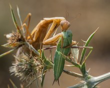 Kanibalismus