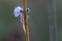 Federlibelle (?)