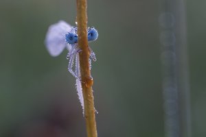 Federlibelle (?)