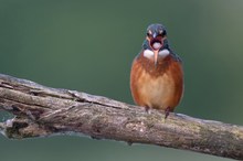 Speiballen