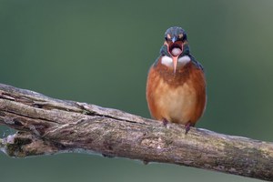 Speiballen