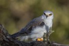 Gleitaar – Elanus caeruleus