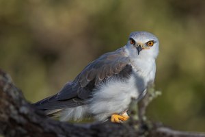 Gleitaar – Elanus caeruleus