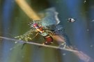 Die Gefahr lauert unter Wasser