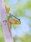 Hyla arborea