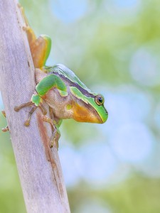 Hyla arborea