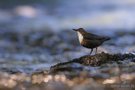 Wasseramsel mit Perlenkette