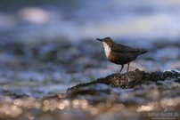 Wasseramsel mit Perlenkette