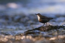 Wasseramsel mit Perlenkette