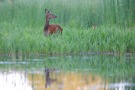 Hirschkuh mit Kalb