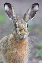 Hasenportrait
