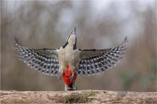 Buntspecht