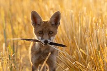 Rotfuchs