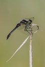 39b: Schwarze Heidelibelle (Männchen)
