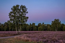 Die Heide vor Sonnenaufgang