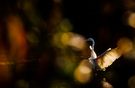 ~ LICHTERTANZ ~