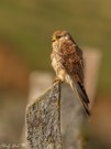 Turmfalke