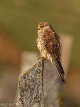 Turmfalke