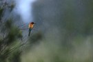 Bienenfresser – Merops apiaster