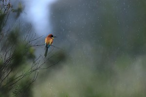 Bienenfresser – Merops apiaster