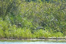 Am See