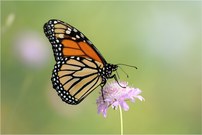 Monarchfalter