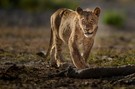 Simba