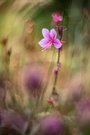 Gaura (Altglas)