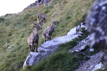 Steingeiss mit Kitz II