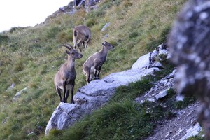 Steingeiss mit Kitz II
