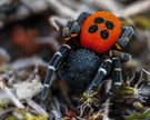Rote Röhrenspinne  ( Eresus kollari )