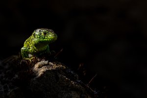 Lichtgestalt II