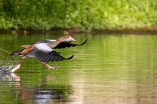Übers Wasser laufen