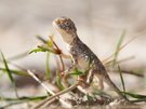 Agama aculeata