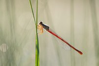 ____zarte Rubinjungfer_______