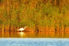 Am Kölpiensee