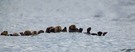 Sea Otter Line
